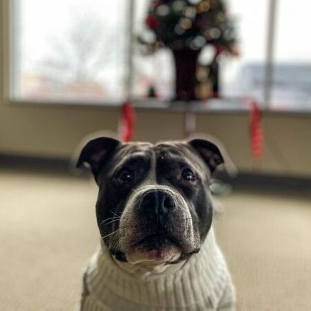 Petey - Petes Builders