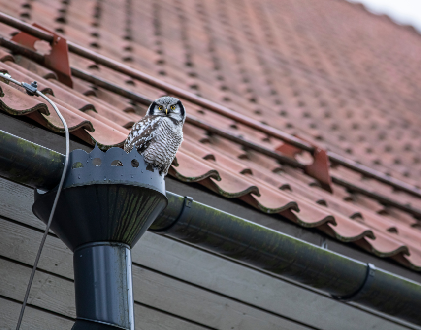 Seamless Gutter Installation & Repair in Texas | Pete’s Builders